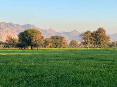Ağaçları ve yeşil otları olan güzel bir manzara.