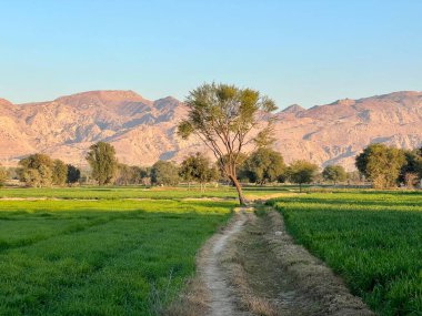 Ağaçlar ve dağlarla dolu güzel bir manzara.