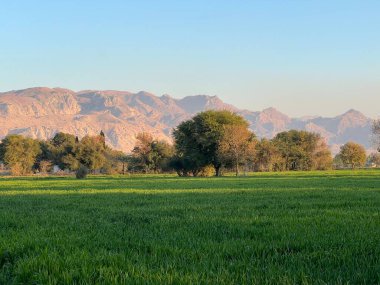 Ağaçlar ve dağlarla dolu güzel bir manzara.