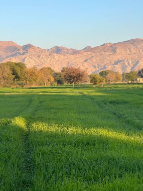 Ağaçlarla kaplı güzel bir manzara.