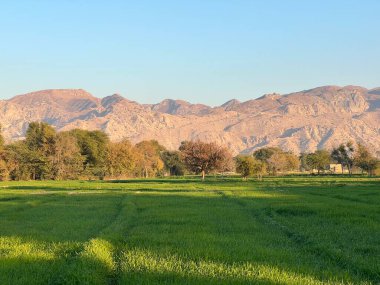 green field and mountains and trees