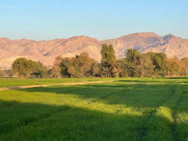 green field and mountains and trees