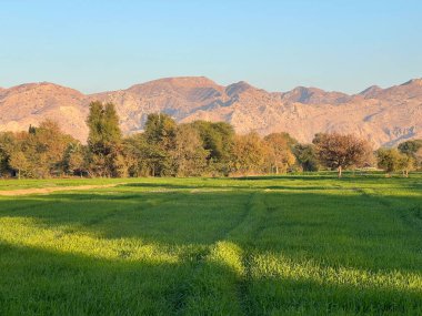 green field and mountains and trees