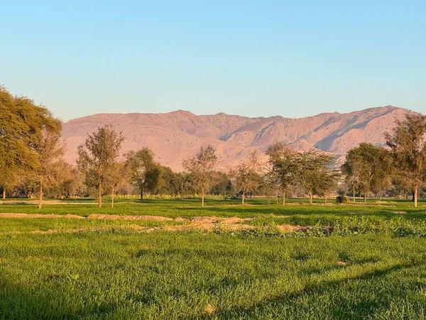 green field and mountains and trees