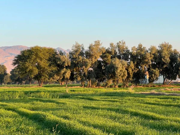 green field and mountains and trees
