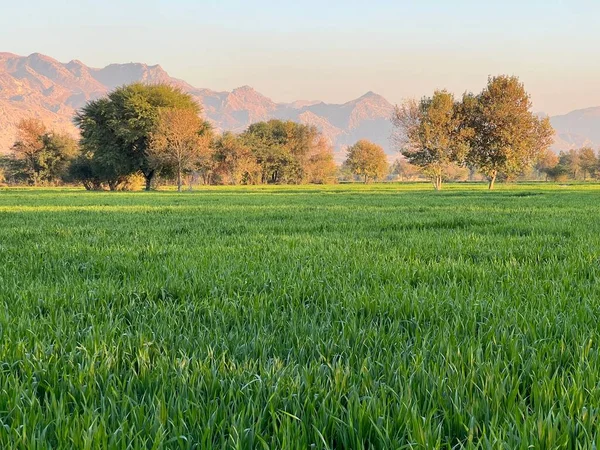 green field and mountains and trees