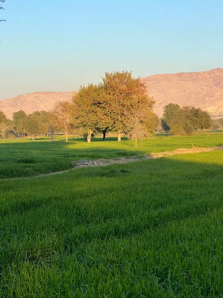 green field and mountains and trees
