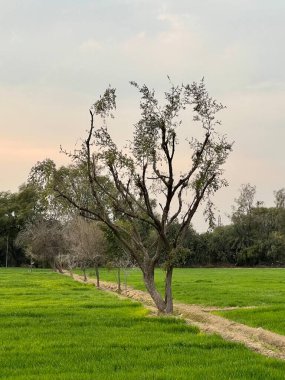 Tarlada gün batımı