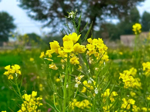 Bahçedeki sarı çiçekler