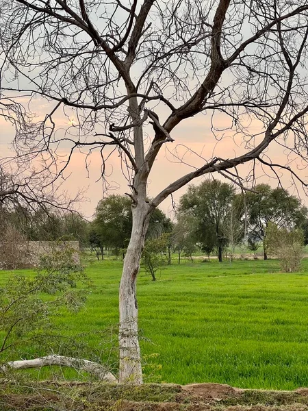 Tarlada gün batımı