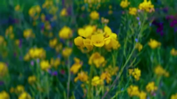 Campo Flores Amarelas Canola Campo Estupro Florescendo Flores Amarelas Luz — Vídeo de Stock