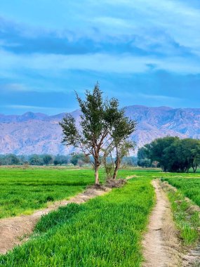 Tarlada gün batımı