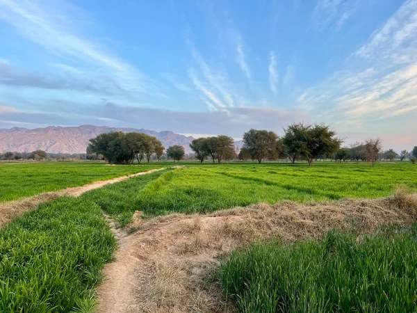 Tarlada gün batımı
