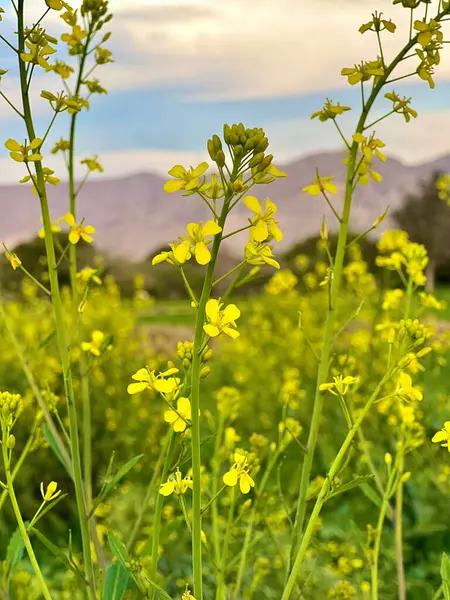 Gün batımında güzel bir akşam gökyüzü olan güzel bir kırsal bölge. Yeşil tarla ve köy