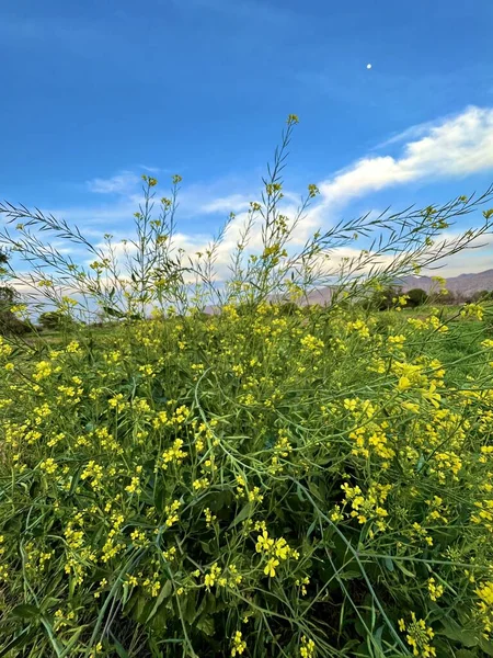 Gün batımında güzel bir akşam gökyüzü olan güzel bir kırsal bölge. Yeşil tarla ve köy