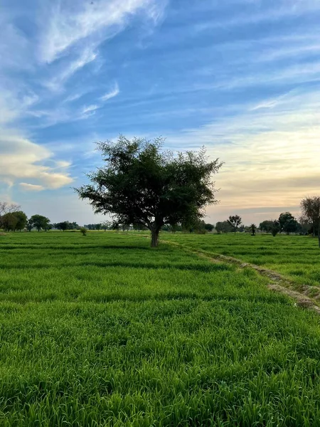  Gün batımında güzel bir akşam gökyüzü olan güzel bir kırsal bölge. Yeşil tarla ve köy