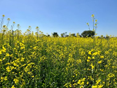 Yazın sarı tecavüz tarlası
