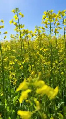 beautiful yellow flowers in bloom in summer, close-up