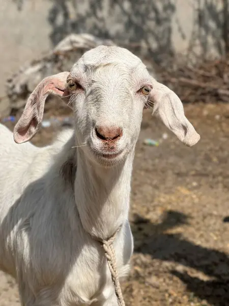 Hayvanat bahçesinde keçi