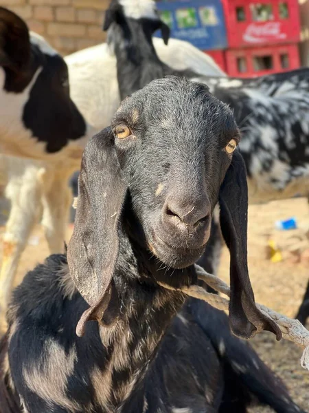 Çiftlikteki koyunlar