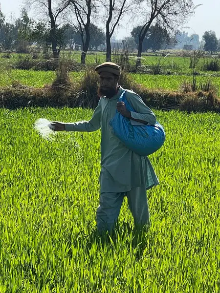 Yeşil tarlası olan çiftçi