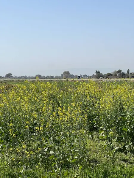 Sarı çiçekli güzel bir manzara.