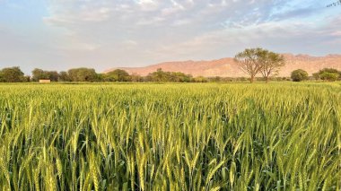 a field of wheat and a green plant in early summer