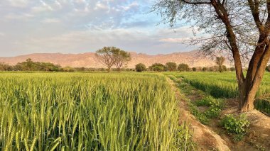 açık hava manzarasının resimsel görüntüsü