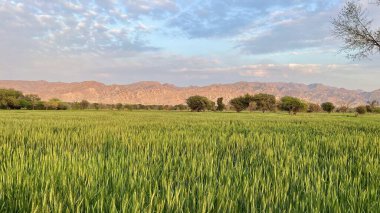 green paddy field with trees in background
