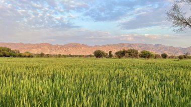green wheat field with a blue sky