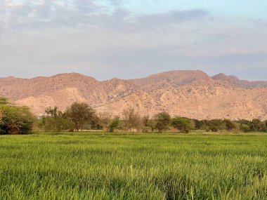 green wheat field with a blue sky