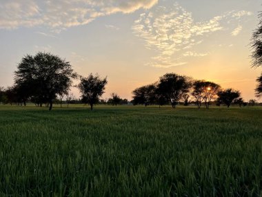 green wheat field with a blue sky