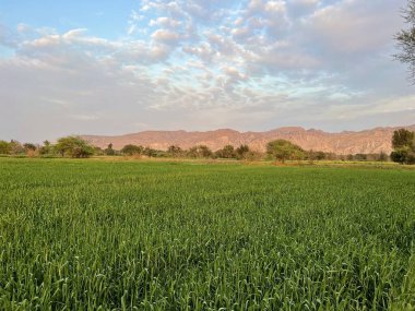 green wheat field with a blue sky