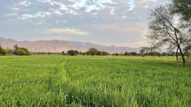 green wheat field with a blue sky