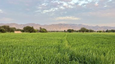 green wheat field with a blue sky