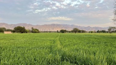 green wheat field with a blue sky