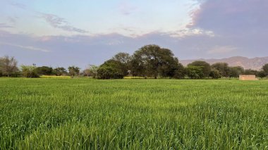green wheat field with a blue sky