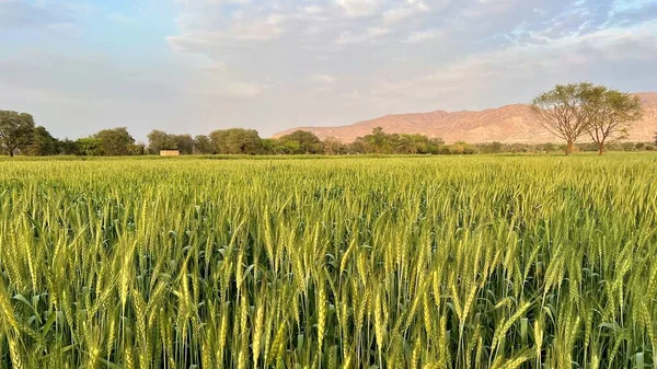 Kırsalda yeşil buğday tarlası