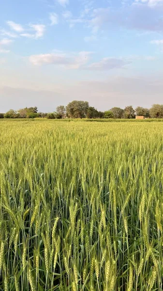 Field Wheat Rural Countryside — 스톡 사진
