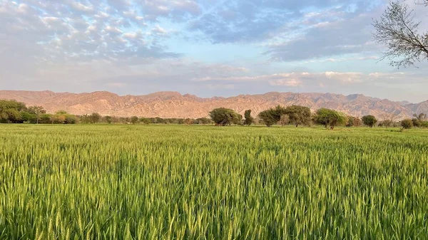 green paddy field with trees in background