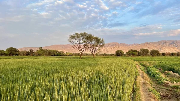 green wheat field with a blue sky
