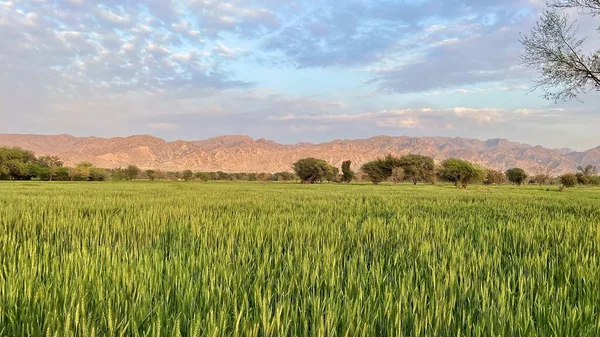 green wheat field with a blue sky