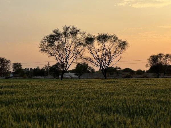 green wheat field with a blue sky