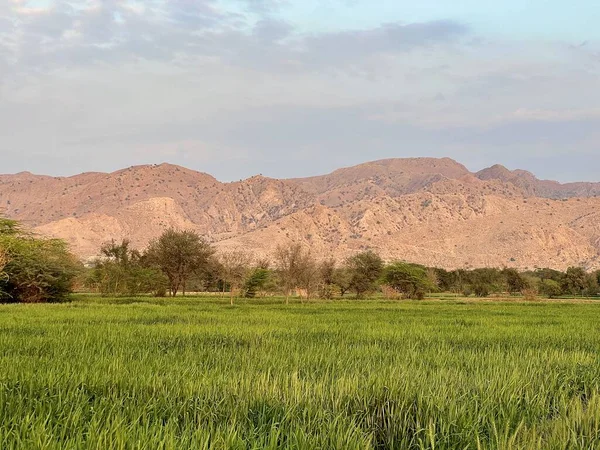 green wheat field with a blue sky