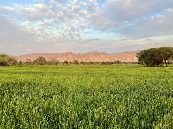green wheat field with a blue sky