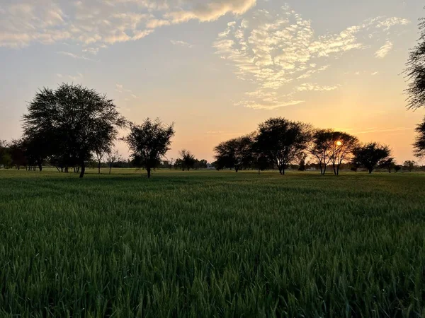Green Wheat Field Blue Sky — стоковое фото