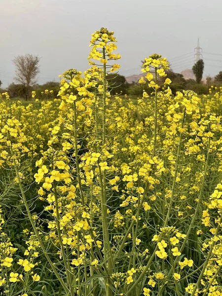 green wheat field with a blue sky