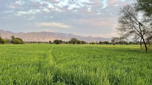 green wheat field with a blue sky