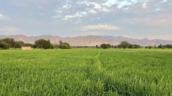 green wheat field with a blue sky