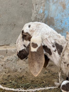 Şirin bir kahverengi ayının yakın plan fotoğrafı.